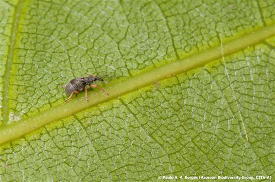 © Paulo A. V. Borges